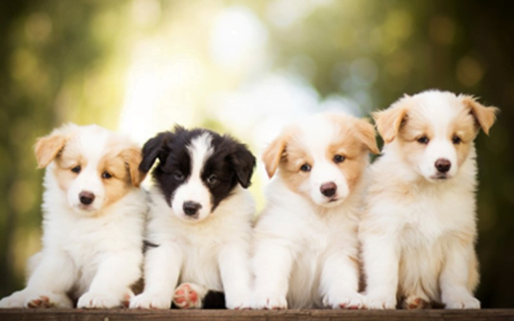 Simplified pet care